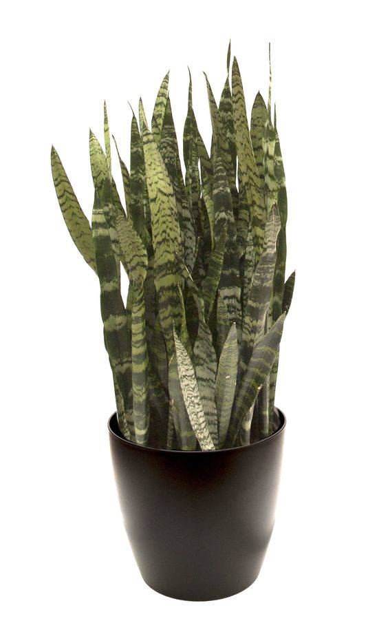 sanseveria