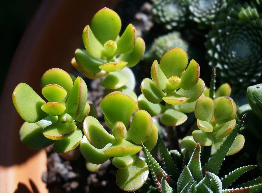 crassula