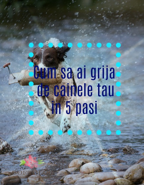 grijă de câinele tău