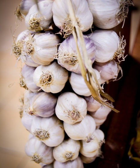 antibiotic natural usturoi