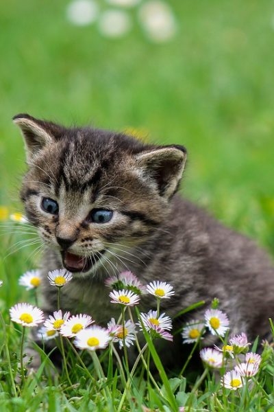 lucruri despre pisici