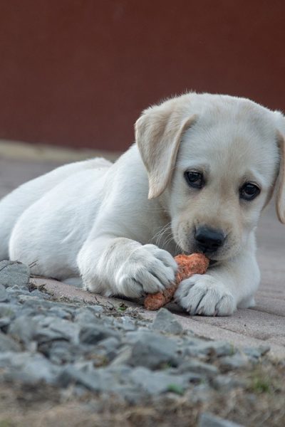 hrană pentru câine