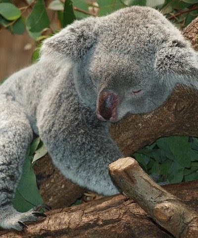 de ce să ațipești