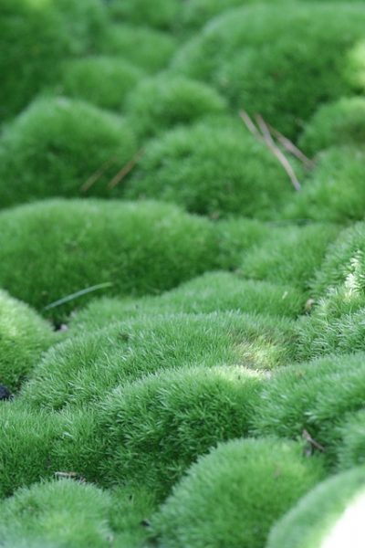 cum să decorezi casa