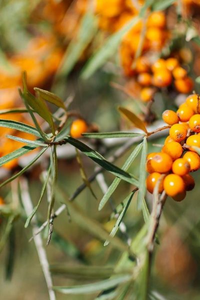 cătină pentru iarnă
