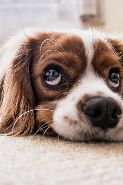 castrarea și sterilizarea câinilor