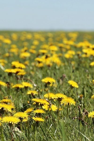 plante de primăvară