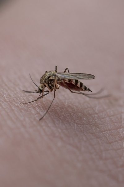 ținta preferată a țânțarilor