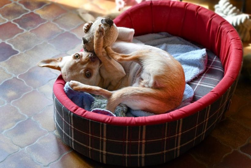 amenajare loc cățelul tău