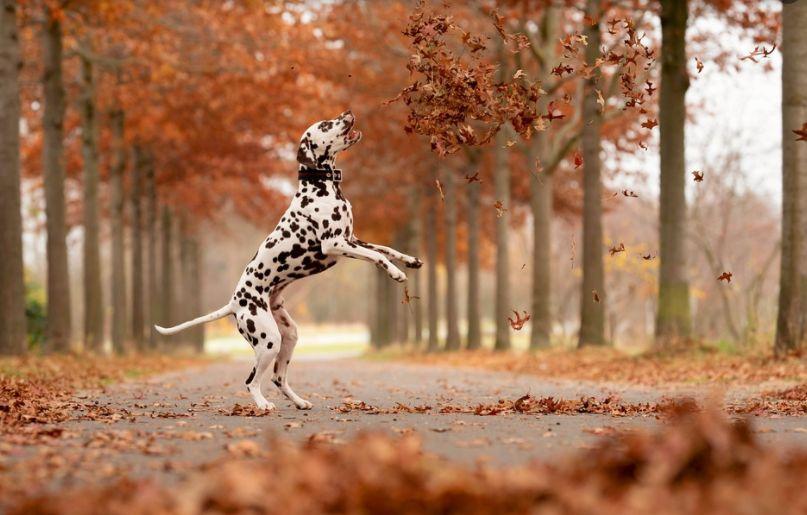 rase de câini prietenoase