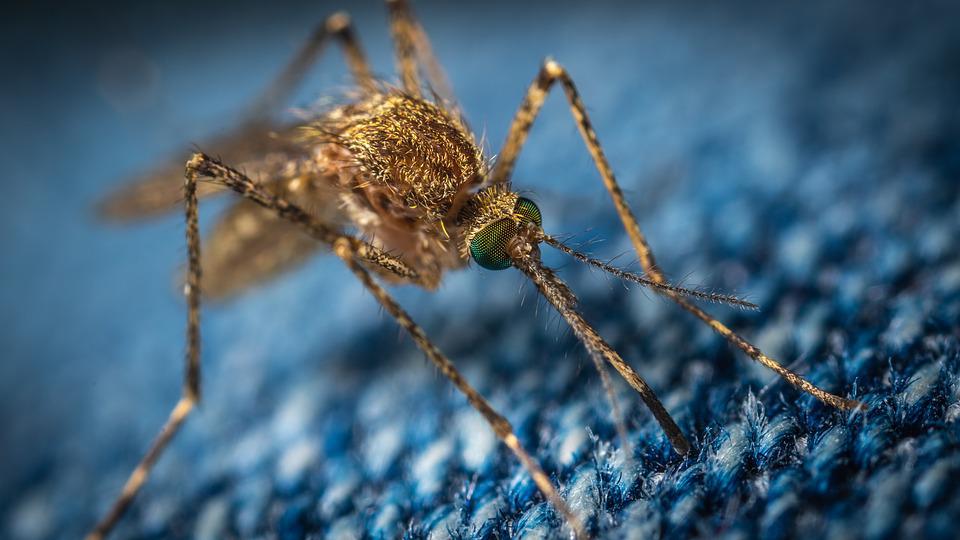 combaterea țânțarilor