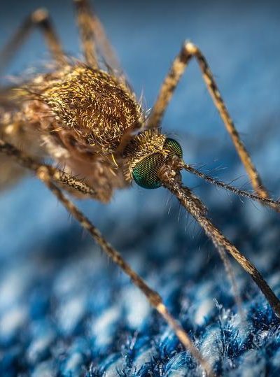 despre țânțari