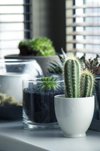 schimbi ghiveciul unei plante