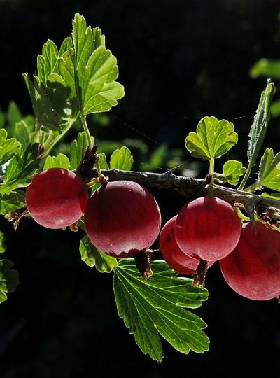 beneficiile consumului de agrișe