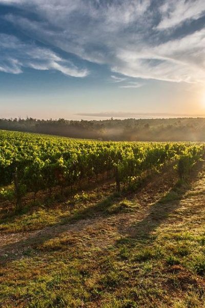 utilizarea erbicidelor