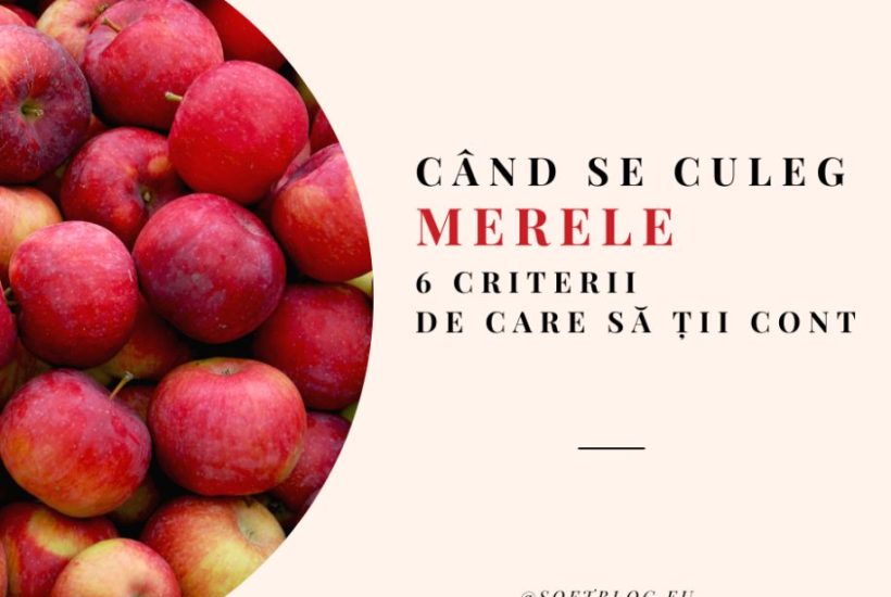 când se culeg merele