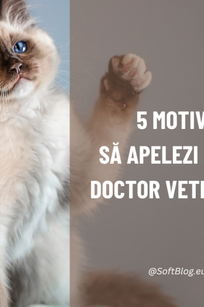 motive să apelezi la un doctor veterinar