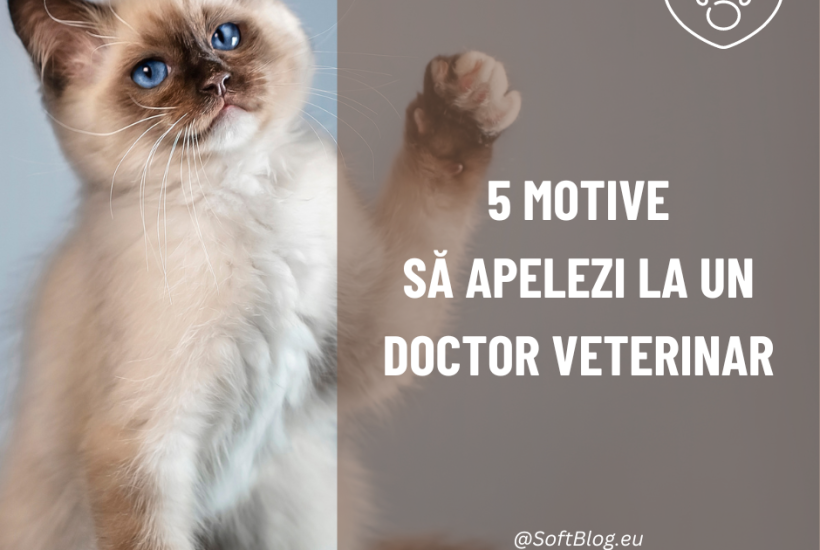 motive să apelezi la un doctor veterinar