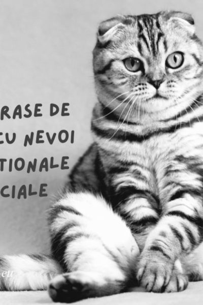 rase de pisici cu nevoi nutriționale speciale