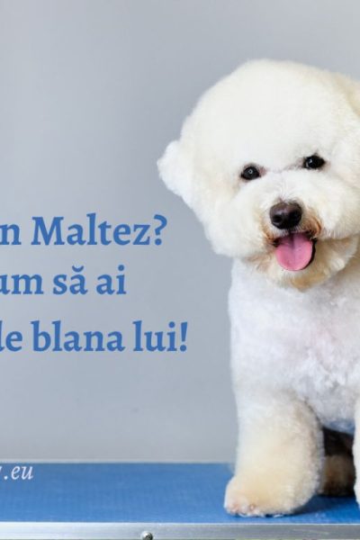 bichon maltez