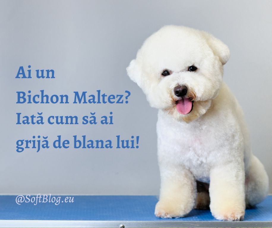 bichon maltez