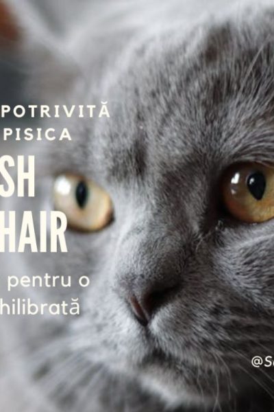 pisica british shorthair
