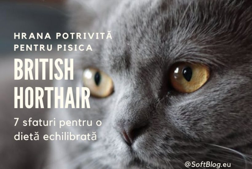 pisica british shorthair